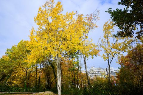 Die Zitterpappel - der Baum des Jahres - ist in Thüringen eher selten zu finden. (Symbolbild) Foto: Julian Stratenschulte/dpa
