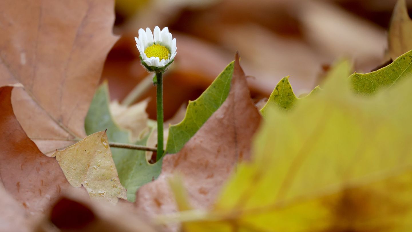 Am Donnerstag könnte die 20-Grad-Marke geknackt werden. Foto: Thomas Warnack/dpa