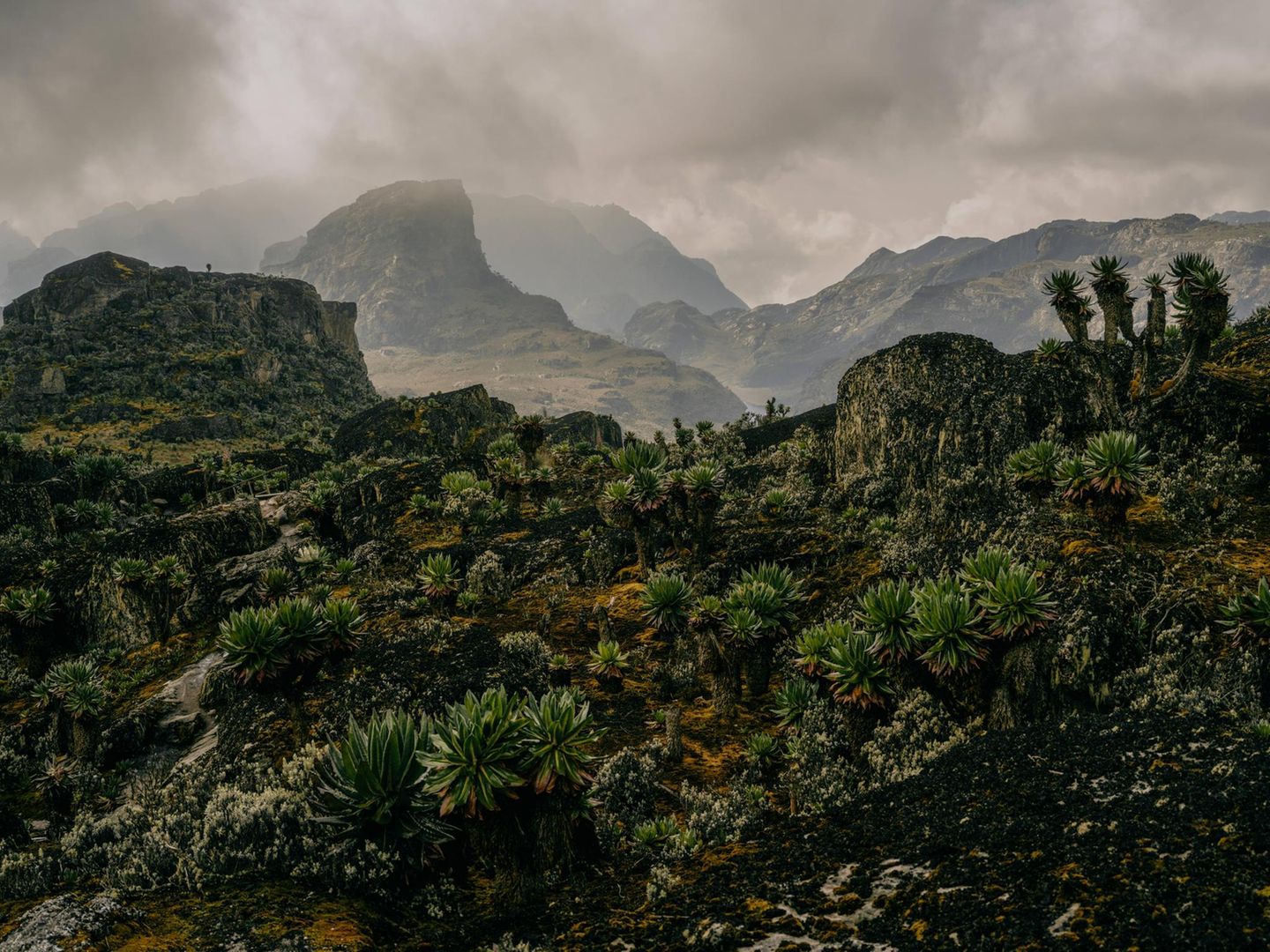 Wegen der vielen Niederschläge und intensiven UV-Strahlung kommt es bei manchen Pflanzenarten in den Ruwenzoris zu Riesenwuchs – wie bei diesen Senezien hier in einer Lage auf 4000 Metern Höhe