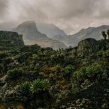 Wegen der vielen Niederschläge und intensiven UV-Strahlung kommt es bei manchen Pflanzenarten in den Ruwenzoris zu Riesenwuchs – wie bei diesen Senezien hier in einer Lage auf 4000 Metern Höhe