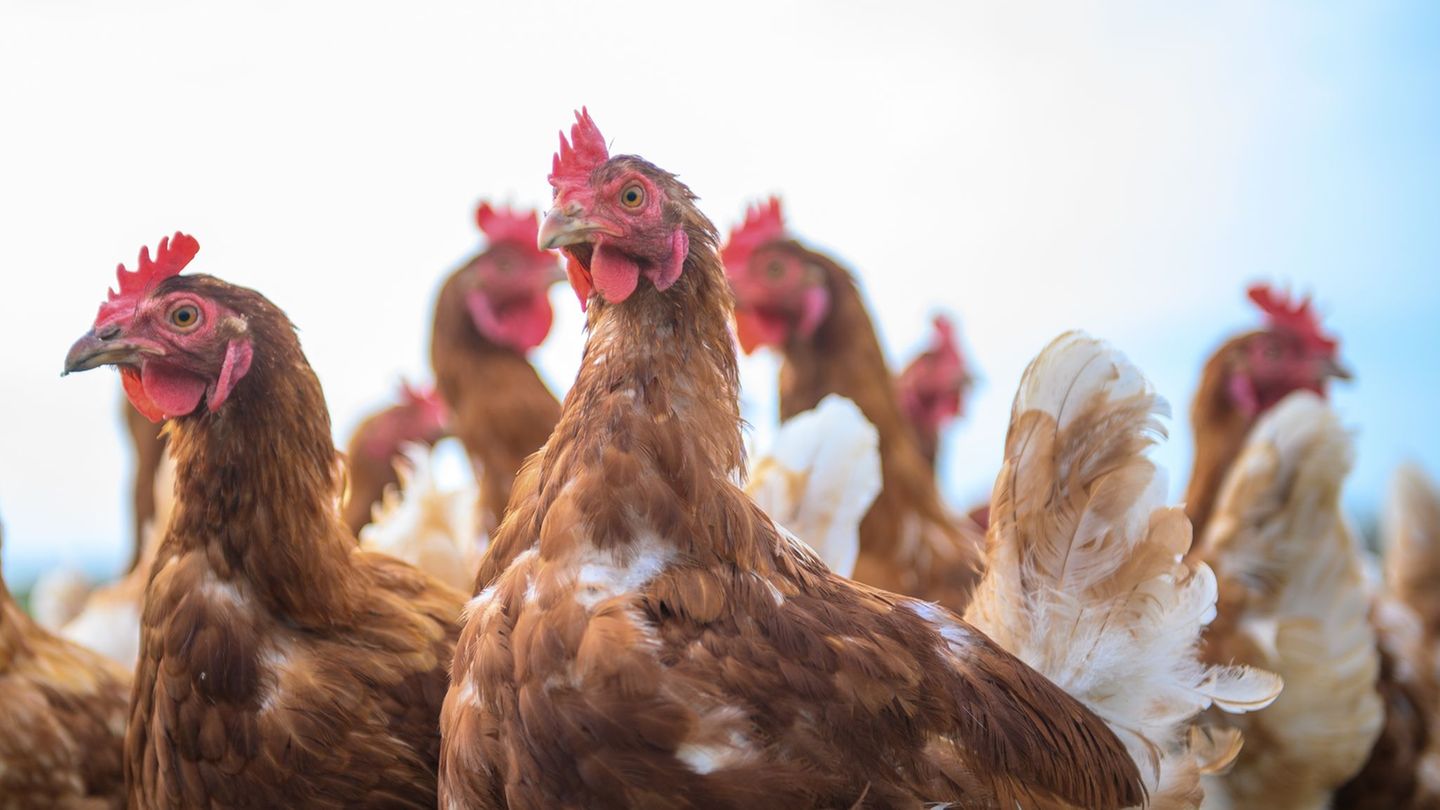 Im Landkreis Leipzig dürfen keine Vogelbörsen veranstaltet werden. (Archivbild) Foto: Klaus-Dietmar Gabbert/dpa