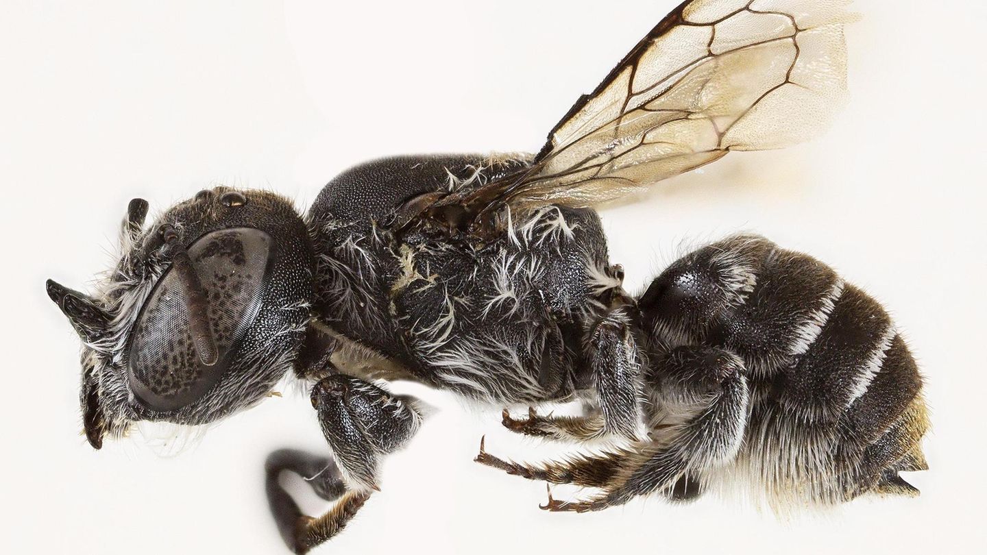 Australien: Neue Bienenart mit Teufelshörnern entdeckt