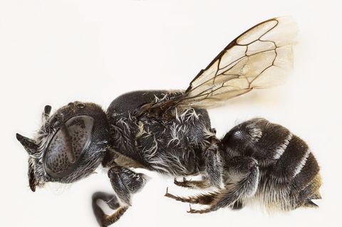 Wildbienenart Megachile (Hackeriapis) lucifer aus Australien mit kleinen Hörnern am Kopf