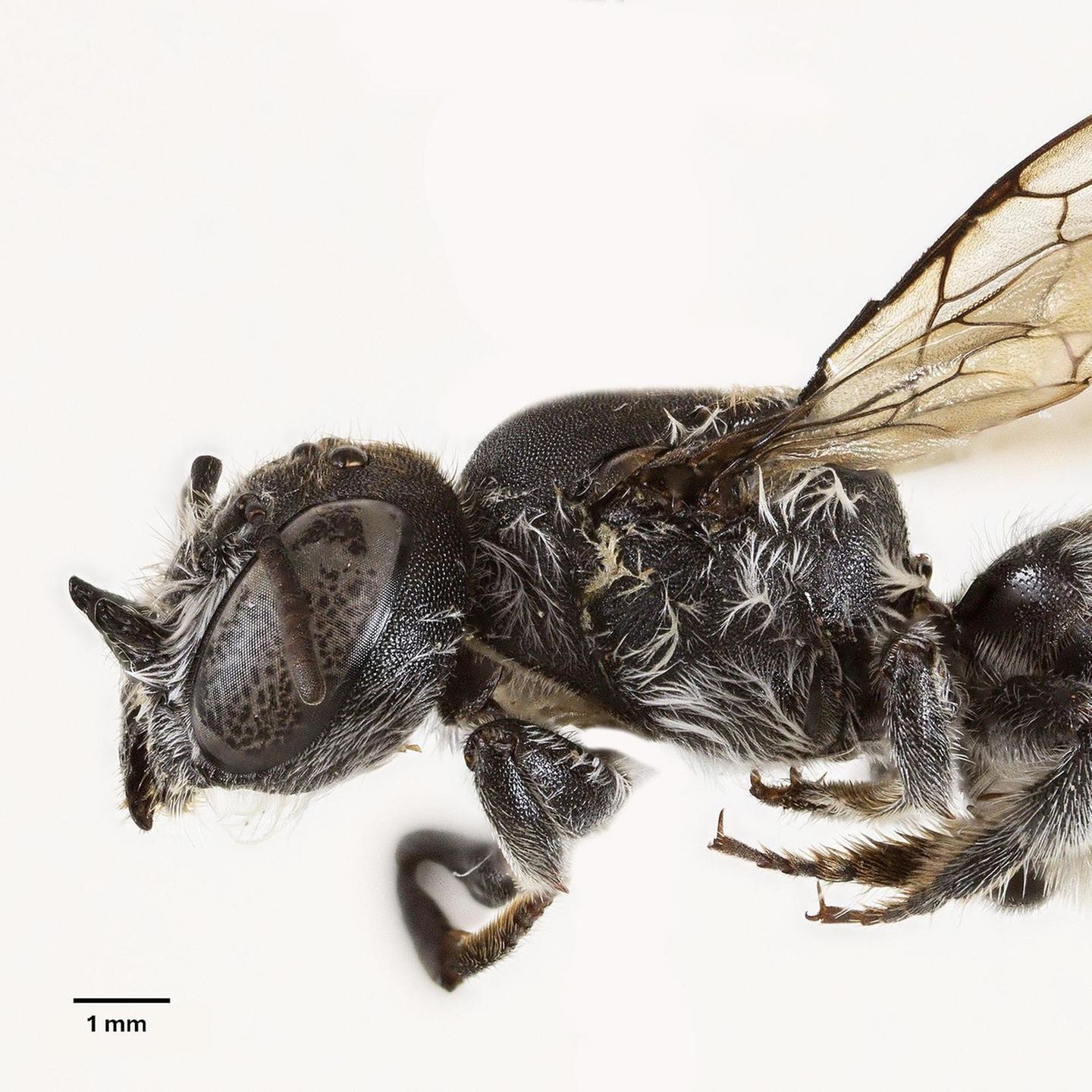 Wildbienenart Megachile (Hackeriapis) lucifer aus Australien mit kleinen Hörnern am Kopf