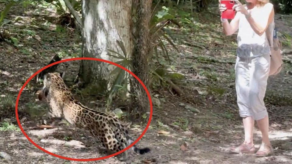 Eine Touristin in Sandalen filmt einen Jaguar, der kaum zwei Meter entfernt einen Nasenbären erbeutet – in der freien Wildnis.