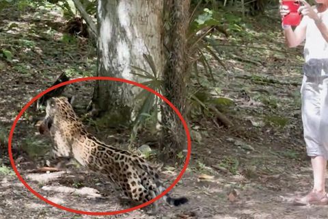 Eine Touristin in Sandalen filmt einen Jaguar, der kaum zwei Meter entfernt einen Nasenbären erbeutet – in der freien Wildnis.