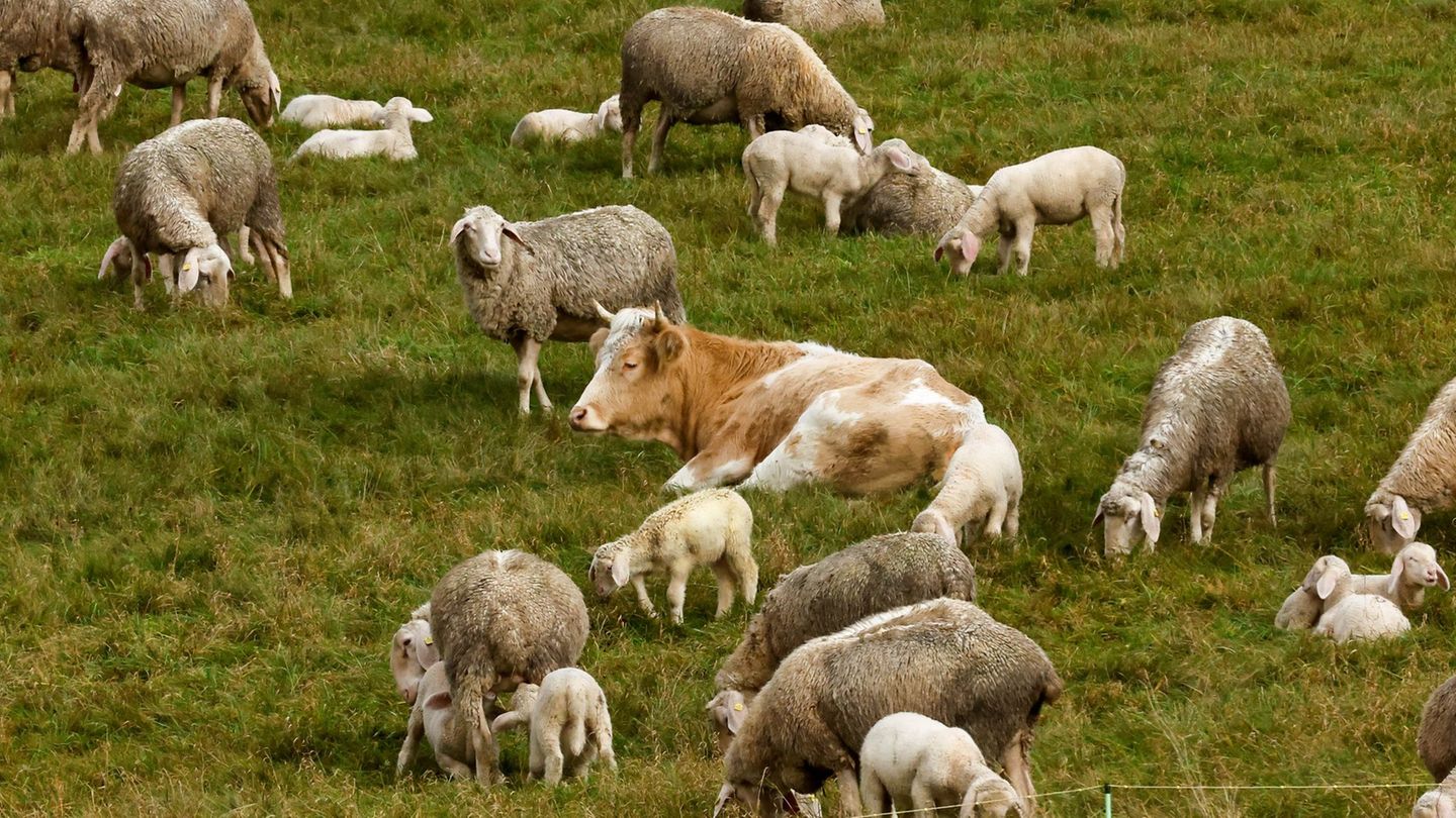 Nach der abenteuerlichen Flucht vor dem Schlachter fand die Kuh eine neue Herde.(Archiv) Foto: Thomas Schippl/dpa