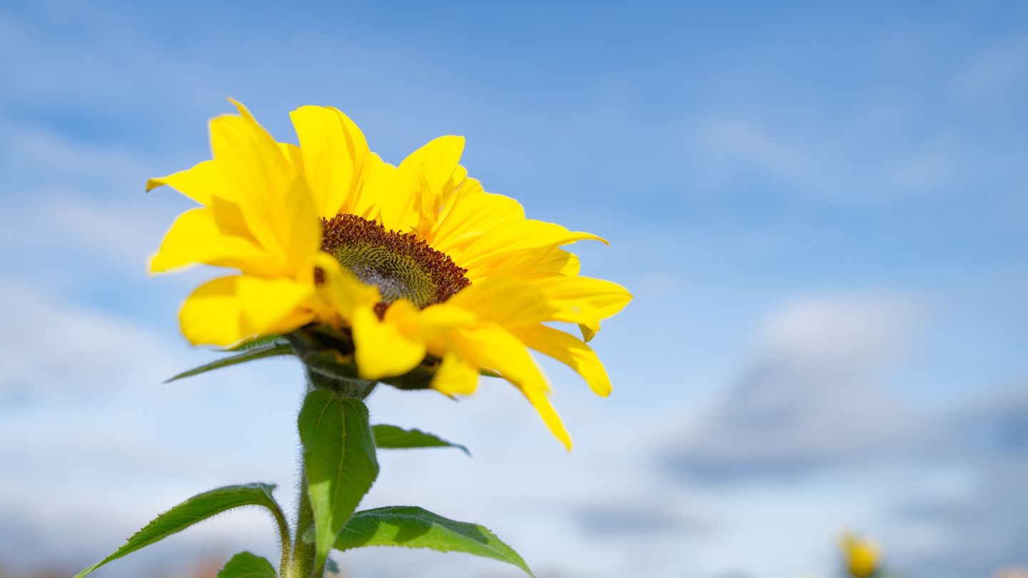 T-Shirt statt Trenchcoat: Der November macht auf Frühling. I Foto: Uwe Anspach/dpa