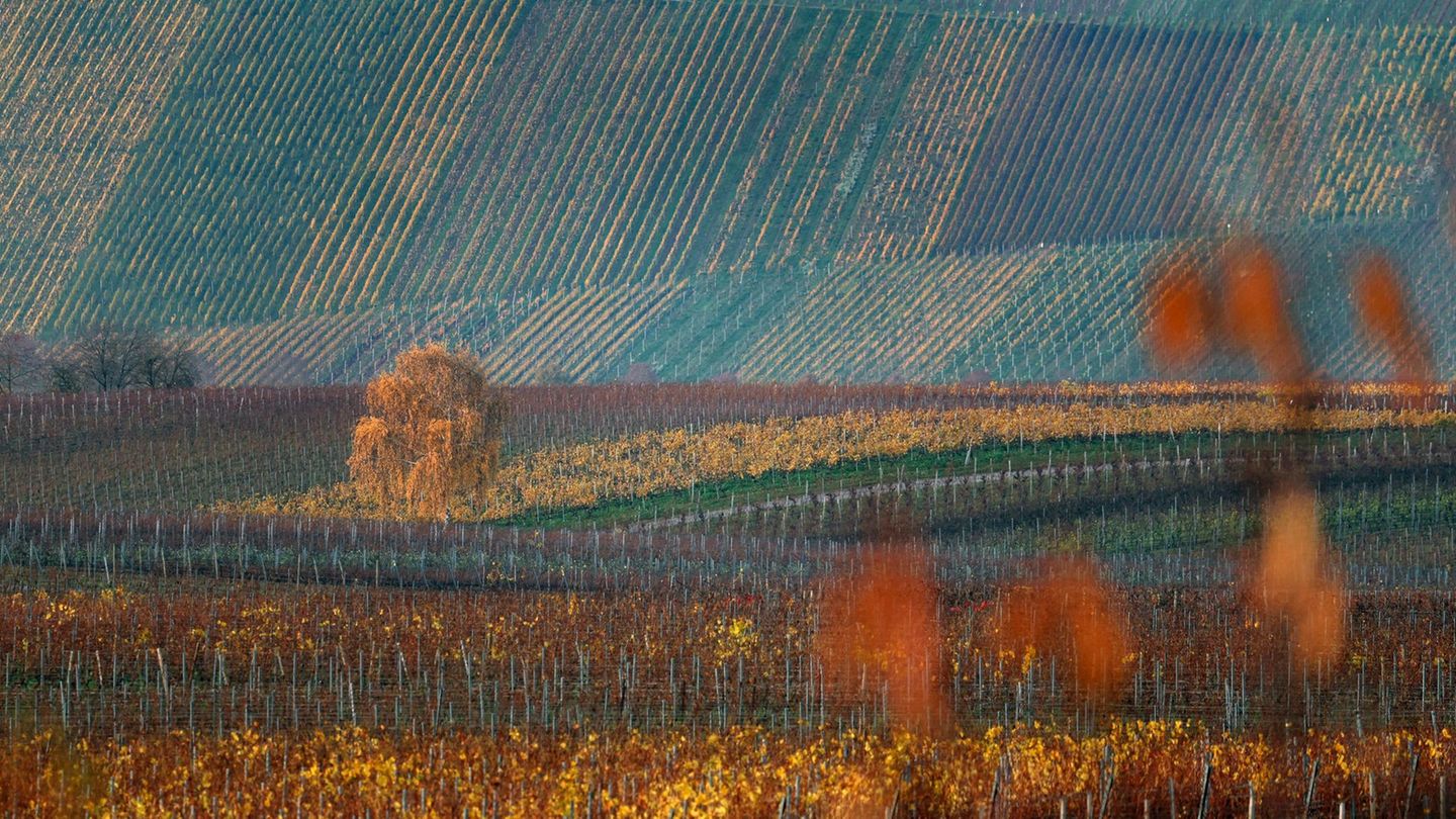 Der Donnerstag dürfte vielerorts sonnig werden. (Archivbild) Foto: Karl-Josef Hildenbrand/dpa