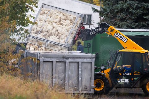 Bricht in einem Betrieb die Vogelgrippe aus, endet das für zahlreiche Tiere tödlich. (Archivbild) Foto: Christophe Gateau/dpa