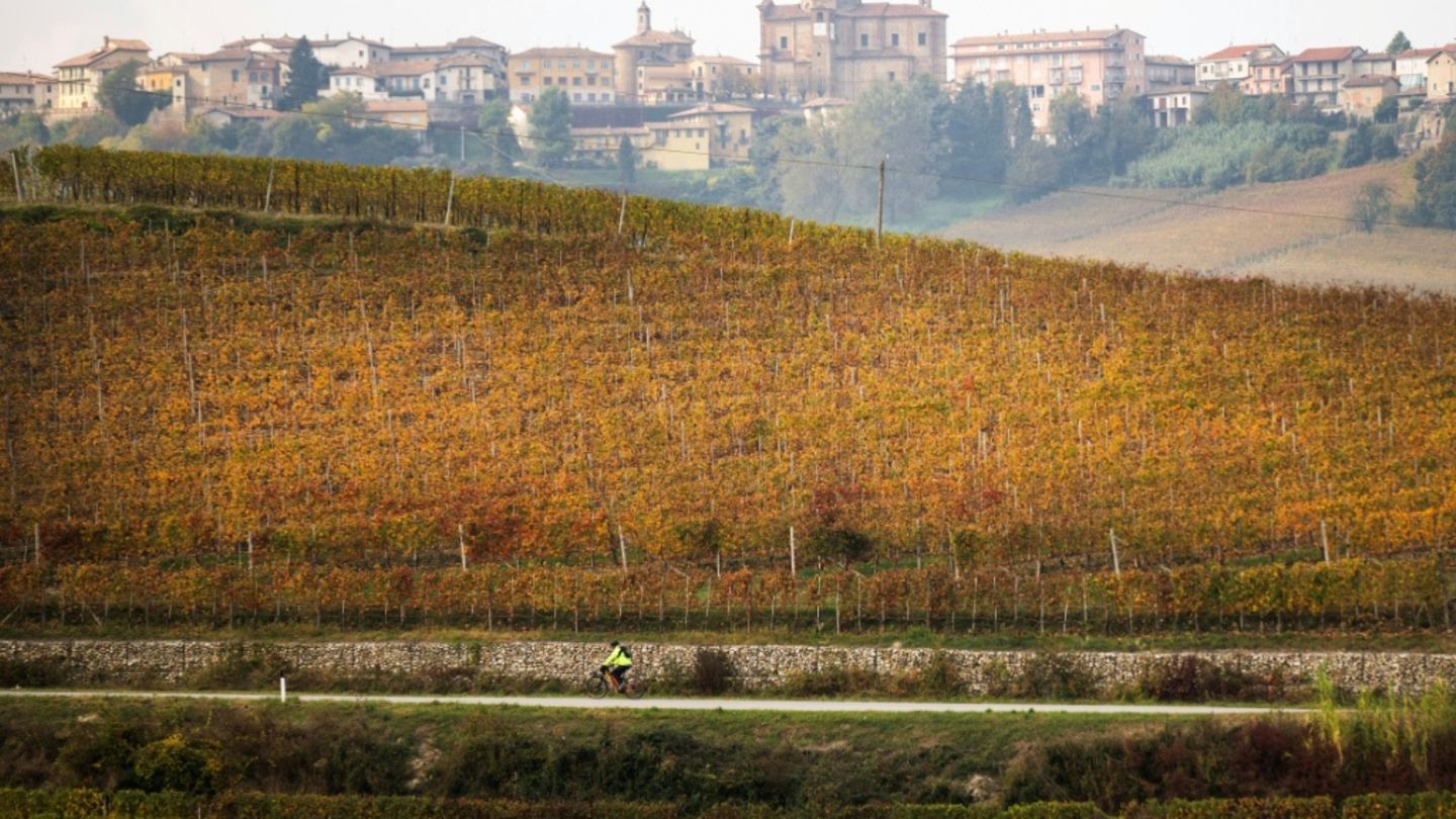 Weinberg im Nordwesten Italiens