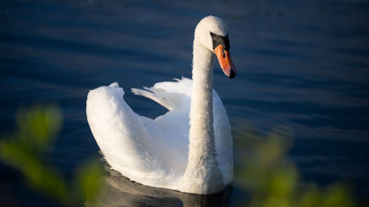 Ein aggressiver Schwan hat in Friedland eine Haustür blockiert. (Symbolbild) Foto: Philip Dulian/dpa