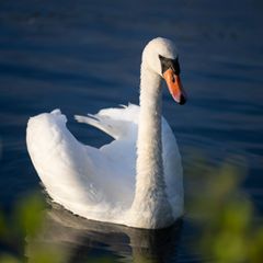 Ein aggressiver Schwan hat in Friedland eine Haustür blockiert. (Symbolbild) Foto: Philip Dulian/dpa