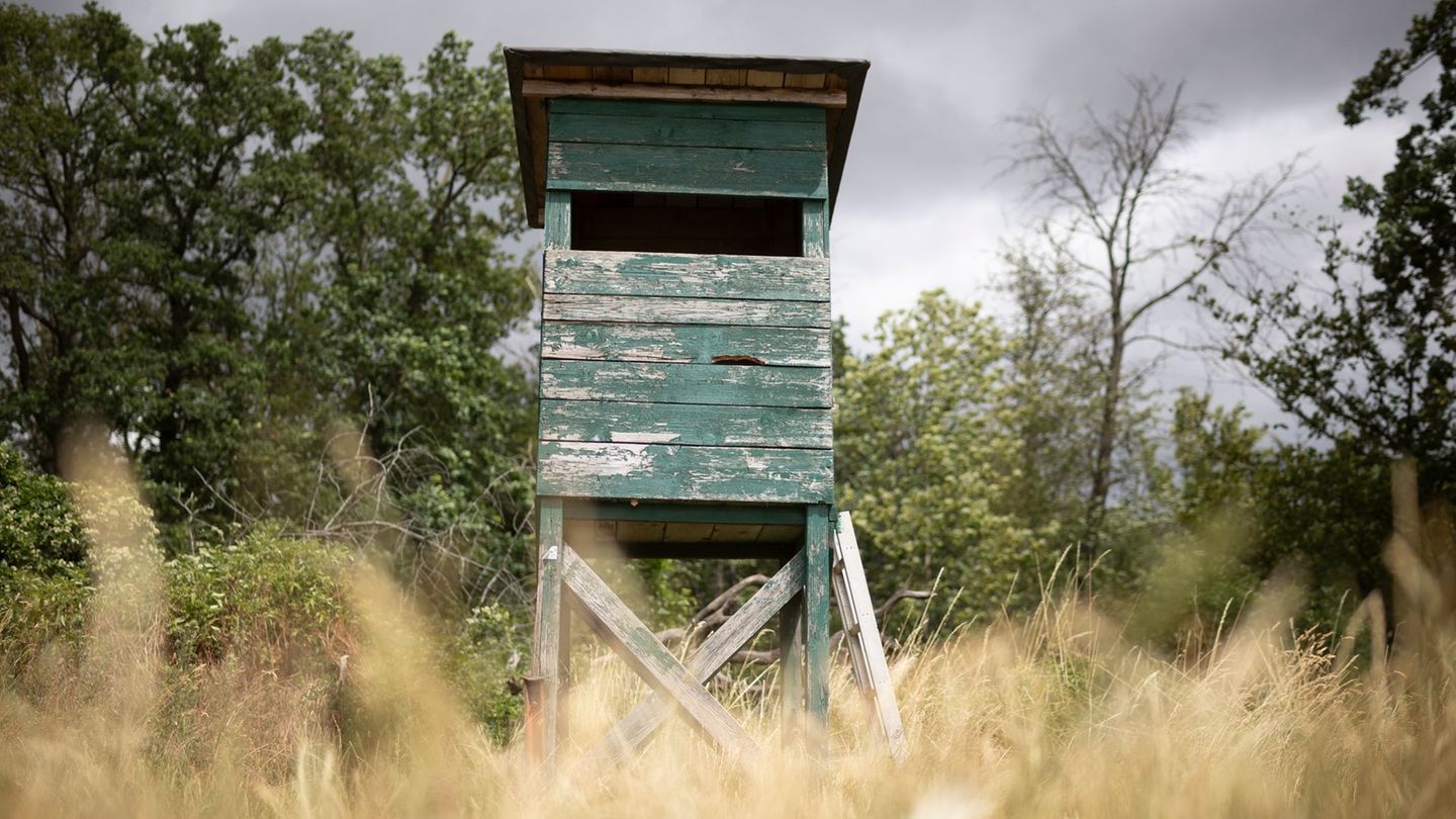 Von einem Hochsitz sichtet ein Jäger im nördlichen Rheinland-Pfalz ein größeres katzenartiges Tier. (Symbolbild) Foto: Tim Würz/