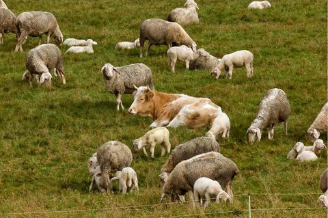 Kuh "Mücke" fühlt sich wohl