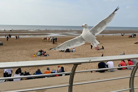 Möwe an einem Strand