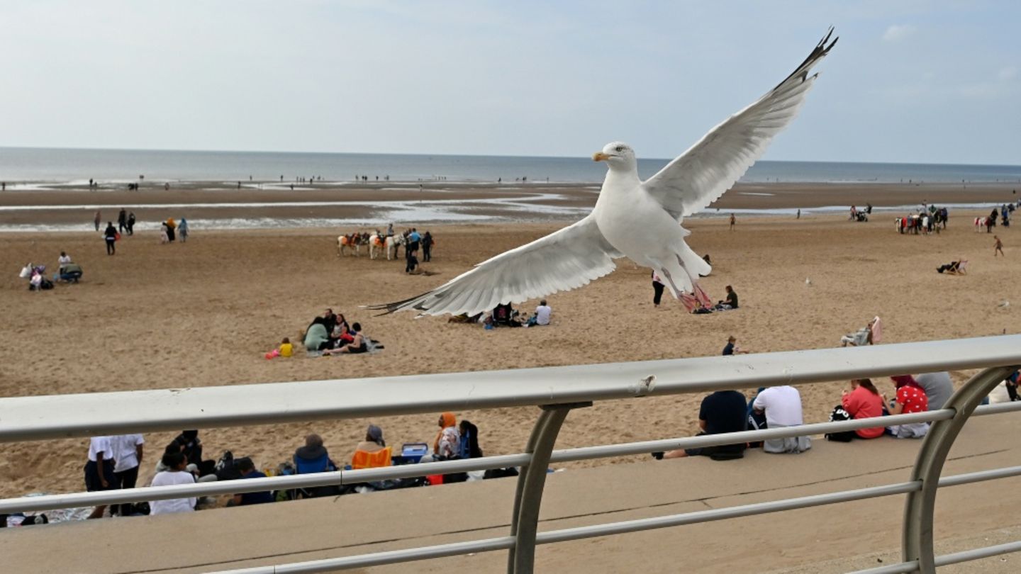 Möwe an einem Strand