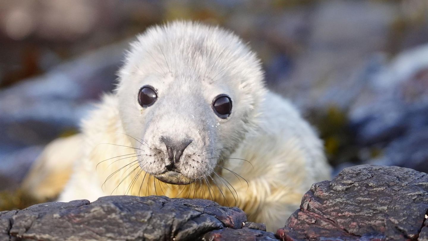 Farne-Inseln, Großbritannien. Ein Seehund liegt während der jährlichen Zählung der Jungtiere in einer der größten Kegelrobbenkolonien Englands auf den Farne-Inseln herum und blickt einfach nur drollig drein