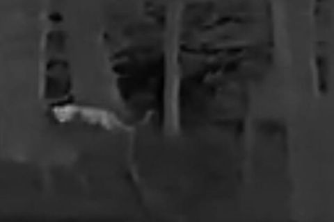 Dieses Foto einer vermeintlichen Raubkatze schoss ein Jäger in Rheinland-Pfalz