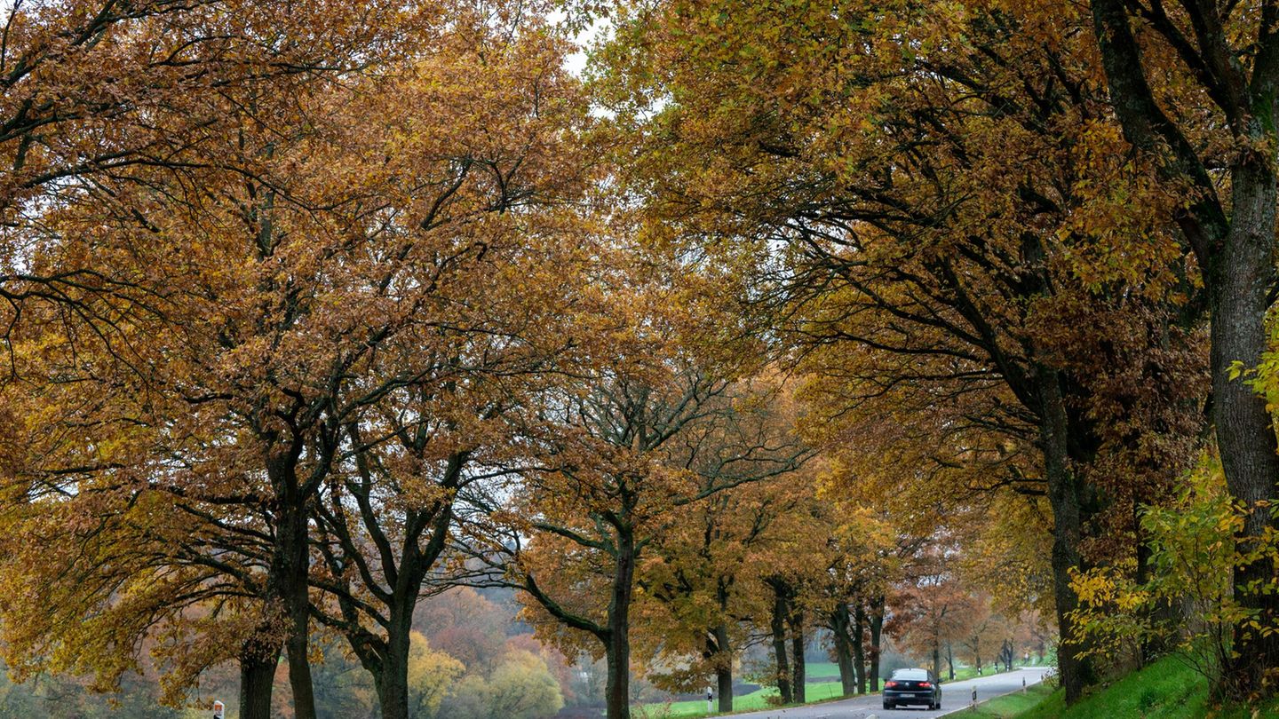 In Rheinland-Pfalz und im Saarland bleibt es zunächst freundlich und trocken. Doch zum Wochenende wird sich die Wetterlage änder