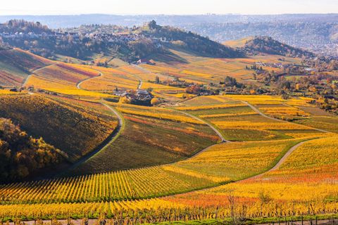 Sonne auf den Weinbergen rund um den Kappel- und Rotenberg: Die Experten des Deutschen Wetterdienstes erwarten fast schon frühli
