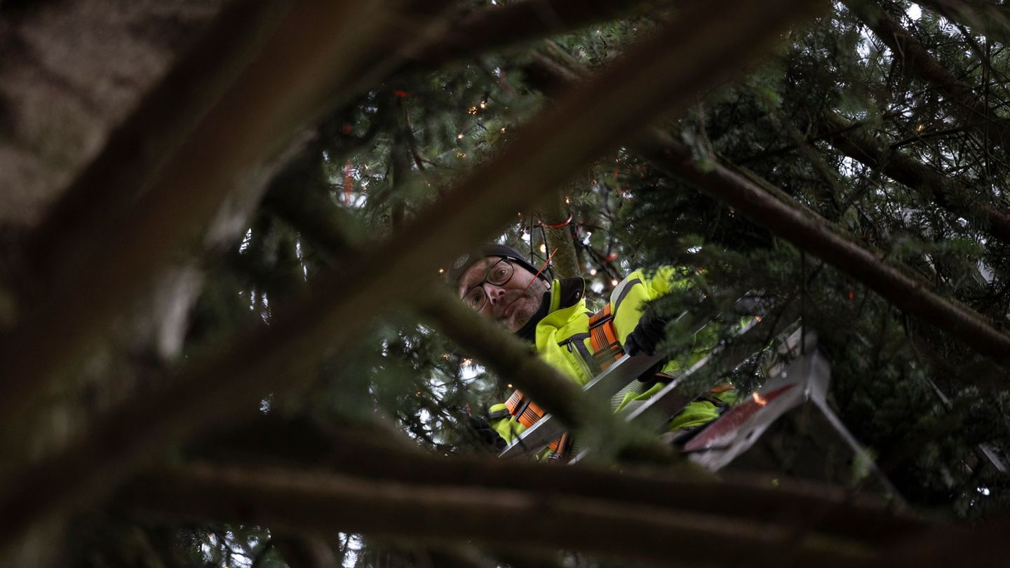 Jörg Renneisen ist zufrieden mit dem diesjährigen Baum: "Der Schönste von allen". Foto: Hannes P. Albert/dpa