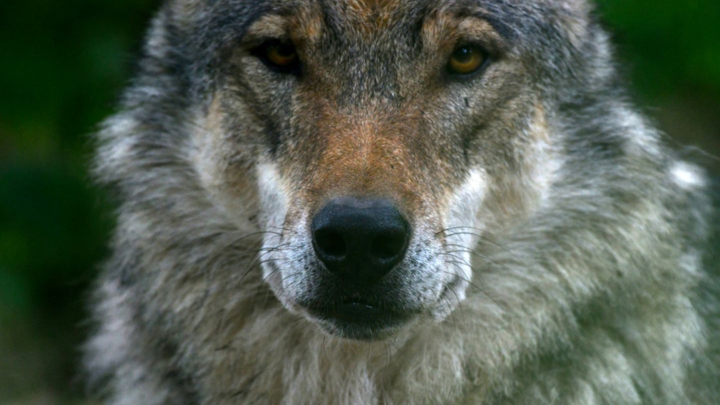 Wolf in Gehege in Deutschland