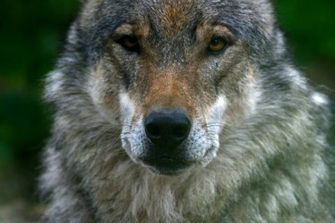 Wolf in Gehege in Deutschland