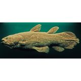 Quastenflosser waren der Wissenschaft lange nur von Versteinerungen bekannt. Einer Sensation kam es darum gleich, als die Amateurbiologin und langjährige Museumsleiterin Marjorie Courtenay-Latimer 1938 einen lebend gefangenen Fisch als Latimeria chalumnae identifizierte. Komoren-Quastenflosser leben vor der Ostküste Afrikas, erreichen eine Länge von bis zu zwei Metern und werden bis zu 80 Kilogramm schwer. Und sind wahrscheinlich vom Aussterben bedroht.