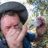 Die nach ihrem Entdecker Alfred Russell Wallace benannte Wallace-Riesenbiene (Megachile pluto) ist mit einer Flügelspannweite von mehr als sechs Zentimetern die größte Bienenart überhaupt. Und obwohl sie schwer zu übersehen ist, galt sie lange als verschollen. Auf der indonesischen Inselgruppe der Molukken fand ein amerikanischer Biologe erst im Jahr 1981 wieder sechs Nester, eine weitere Expedition konnte 2019 einzelne Exemplare nachweisen. Besonders ist nicht nur die Seltenheit der Art: Sie baut ihr Nest in bewohnte Termitennester