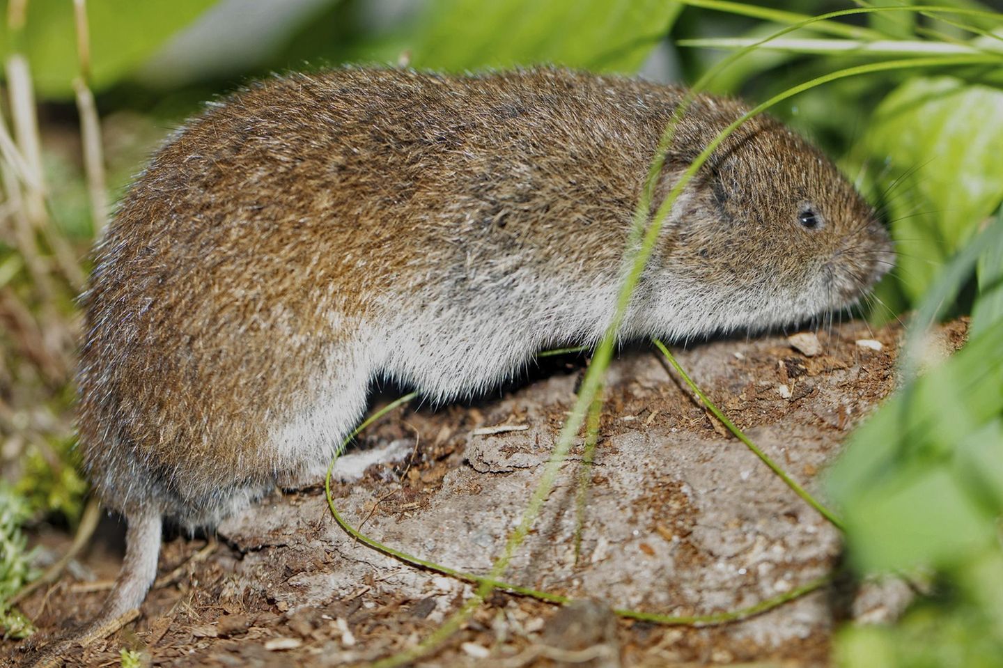 Eigentlich, so sollte man meinen, sind die Säugetiere Deutschlands seit Langem bekannt. Doch es sollte bis 1962 dauern, dass die Bayerische Kurzohrmaus entdeckt und erstmals beschrieben wurde. Ein Grund dafür: Microtus bavaricus lebt im Verborgenen, nämlich in dicht unter der Erdoberfläche verlaufenden, unterirdischen Gängen. Neben dem deutschen Verbreitungsgebiet in der Nähe von Garmisch-Partenkirchen ist bislang nur noch ein weiteres im Rofangebirge im österreichischen Tirol bekannt. In Deutschland konnte die diskrete Maus erst 2023 wieder nachgewiesen werden – anhand von Kotproben