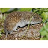 Eigentlich, so sollte man meinen, sind die Säugetiere Deutschlands seit Langem bekannt. Doch es sollte bis 1962 dauern, dass die Bayerische Kurzohrmaus entdeckt und erstmals beschrieben wurde. Ein Grund dafür: Microtus bavaricus lebt im Verborgenen, nämlich in dicht unter der Erdoberfläche verlaufenden, unterirdischen Gängen. Neben dem deutschen Verbreitungsgebiet in der Nähe von Garmisch-Partenkirchen ist bislang nur noch ein weiteres im Rofangebirge im österreichischen Tirol bekannt. In Deutschland konnte die diskrete Maus erst 2023 wieder nachgewiesen werden – anhand von Kotproben