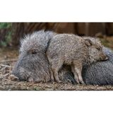 Das Chaco-Pekari war der Wissenschaft seit den 1930er-Jahren aus Fossilien bekannt. Doch verborgen in den dornigen Trockenwäldern und Savannengebieten Südostboliviens, Paraguays und Nordargentiniens hatte Catagonus wagneri überlebt. 1970 gelang der erste Nachweis wild lebender Tiere: für die Wissenschaft eine Sensation, für die Einheimischen ein alter Hut. Die kannten das Tier seit alters her unter dem Namen tagua