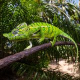 Die Chamäleon-Art Furcifer voeltzkowi wurde auf Madagaskar erstmals 1893 entdeckt – und nach dem Jahr 1913 nicht wieder gesichtet. Bis eine deutsch-madagassische Expedition sie mehr als 100 Jahre später, im Frühjahr 2018, wiederentdeckte. Dass die Reptilien so lange im Verborgenen leben konnten, liegt vermutlich daran, dass sie sehr kurzlebig sind und ihr Lebensraum während der Regenzeit kaum zugänglich ist
