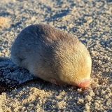 Über De Winstons Goldmull ist kaum etwas bekannt – außer, dass er 1907 im Südwesten Afrikas entdeckt wurde und unter der Erde lebt. Darauf zumindest lassen seine im dichten Pelz versteckten Ohren und seine kräftigen Grabklauen schließen. Nach seiner Entdeckung verschwand Cryptochloris wintoni wieder für Jahrzehnte vom menschlichen Radar. Erst 2021 tauchte die Spezies wieder auf. Analysen von Umwelt-DNA weisen darauf hin, dass der Goldmull entlang der Westküste Südafrikas sogar weiter verbreitet sein könnte als gedacht