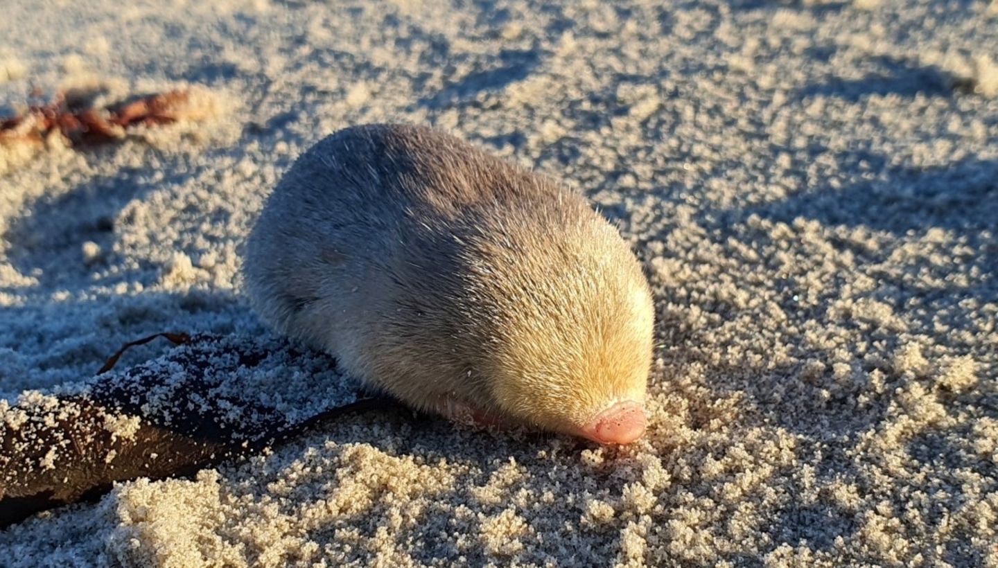 Über De Winstons Goldmull ist kaum etwas bekannt – außer, dass er 1907 im Südwesten Afrikas entdeckt wurde und unter der Erde lebt. Darauf zumindest lassen seine im dichten Pelz versteckten Ohren und seine kräftigen Grabklauen schließen. Nach seiner Entdeckung verschwand Cryptochloris wintoni wieder für Jahrzehnte vom menschlichen Radar. Erst 2021 tauchte die Spezies wieder auf. Analysen von Umwelt-DNA weisen darauf hin, dass der Goldmull entlang der Westküste Südafrikas sogar weiter verbreitet sein könnte als gedacht