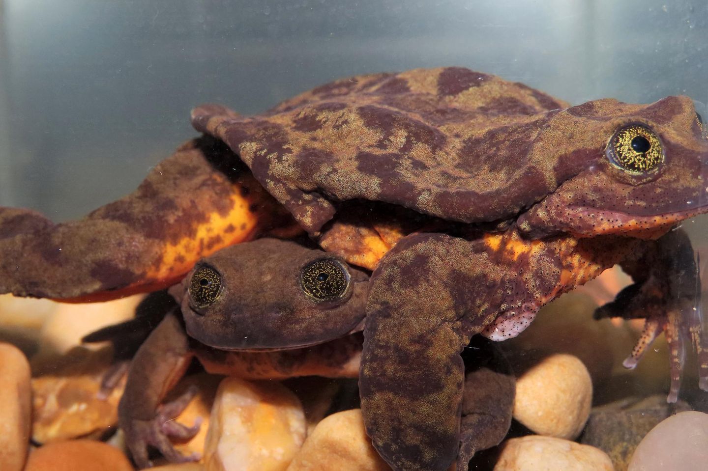 Die Spezies Telmatobius yuracare galt als ausgestorben, wie gut ein Fünftel aller Amphibien. Nur ein Exemplar lebte noch in einem Aquarium in Bolivien: Romeo, der einsamste Frosch der Welt. Sein Schicksal schien schon besiegelt, da fanden Forschende auf Expedition im Nebelwald fünf weitere Wasserfrösche. Darunter auch, so hofften sie, Romeos Julia. Nach längerer Quarantäne zog 2019 eines der Weibchen zu ihm ins Aquarium (im Bild: unten). Noch warten die Forschenden auf Nachwuchs – und hoffen auf ein kleines Wunder