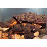 Die Spezies Telmatobius yuracare galt als ausgestorben, wie gut ein Fünftel aller Amphibien. Nur ein Exemplar lebte noch in einem Aquarium in Bolivien: Romeo, der einsamste Frosch der Welt. Sein Schicksal schien schon besiegelt, da fanden Forschende auf Expedition im Nebelwald fünf weitere Wasserfrösche. Darunter auch, so hofften sie, Romeos Julia. Nach längerer Quarantäne zog 2019 eines der Weibchen zu ihm ins Aquarium (im Bild: unten). Noch warten die Forschenden auf Nachwuchs – und hoffen auf ein kleines Wunder