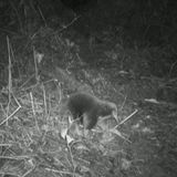 Der Langschnabeligel Zaglossus attenboroughi von der Insel Neugiunea wurde nach seiner Entdeckung im Jahr 1961 zu Ehren des Tierfilmers Sir David Attenborough benannt. Die Art galt lange als verschollen, bis 2023 ein Exemplar in eine Kamerafalle tappte. Über die Lebensweise der Tiere ist wenig bekannt. Vermutlich verbringen sie den Tag in einem flachen Bau unter der Erde und gehen nachts auf die Suche nach Würmern und anderen Wirbellosen.