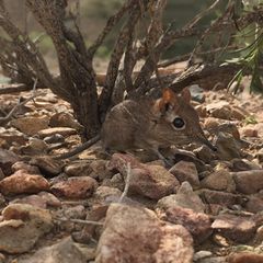 Wie der deutsche Name schon vermuten lässt, lebt Galegeeska revoili in Somalia, genauer: im nördlichen, möglicherweise auch im östlichen Somalia – und in Dschibuti. Die Art mit der charakteristischen, Elefanten-ähnlichen Nase ist der Wissenschaft schon seit 1881 bekannt. Doch fast alles, was wir über ihre Lebensweise wissen, mussten sich Forschende von Museumsexemplaren abschauen. Erst 2019 konnten wieder lebende Individuen in freier Wildbahn beobachtet werden. Wie viele Tiere es heute gibt und wie bedroht sie sind, ist nicht bekannt