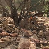 Wie der deutsche Name schon vermuten lässt, lebt Galegeeska revoili in Somalia, genauer: im nördlichen, möglicherweise auch im östlichen Somalia – und in Dschibuti. Die Art mit der charakteristischen, Elefanten-ähnlichen Nase ist der Wissenschaft schon seit 1881 bekannt. Doch fast alles, was wir über ihre Lebensweise wissen, mussten sich Forschende von Museumsexemplaren abschauen. Erst 2019 konnten wieder lebende Individuen in freier Wildbahn beobachtet werden. Wie viele Tiere es heute gibt und wie bedroht sie sind, ist nicht bekannt