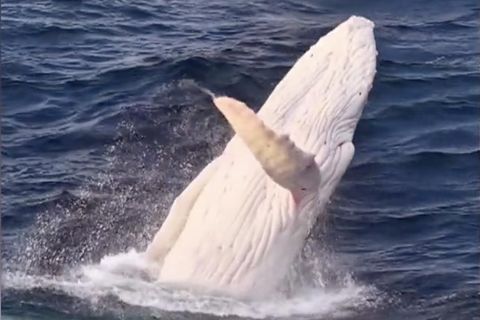 Seltener Albino-Wal taucht vor australischer Küste auf – und legt Show hin