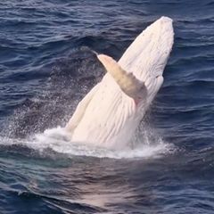 Seltener Albino-Wal taucht vor australischer Küste auf – und legt Show hin