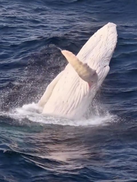 Seltener Albino-Wal taucht vor australischer Küste auf – und legt Show hin