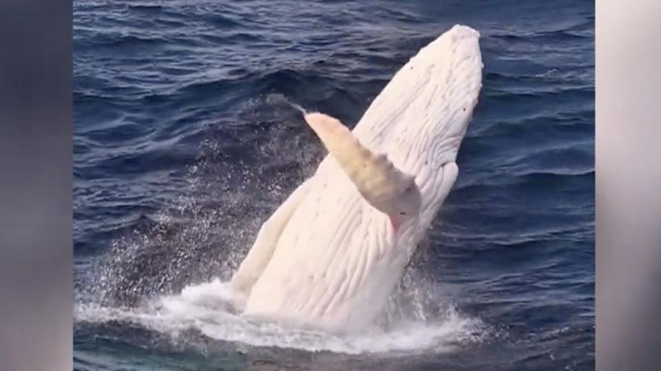 Seltener Albino-Wal taucht vor australischer Küste auf – und legt Show hin