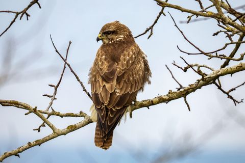 Ein Bussard im Landkreis Haßberge ist mit einem Gift getötet worden. (Symbolbild) Foto: Thomas Warnack/dpa