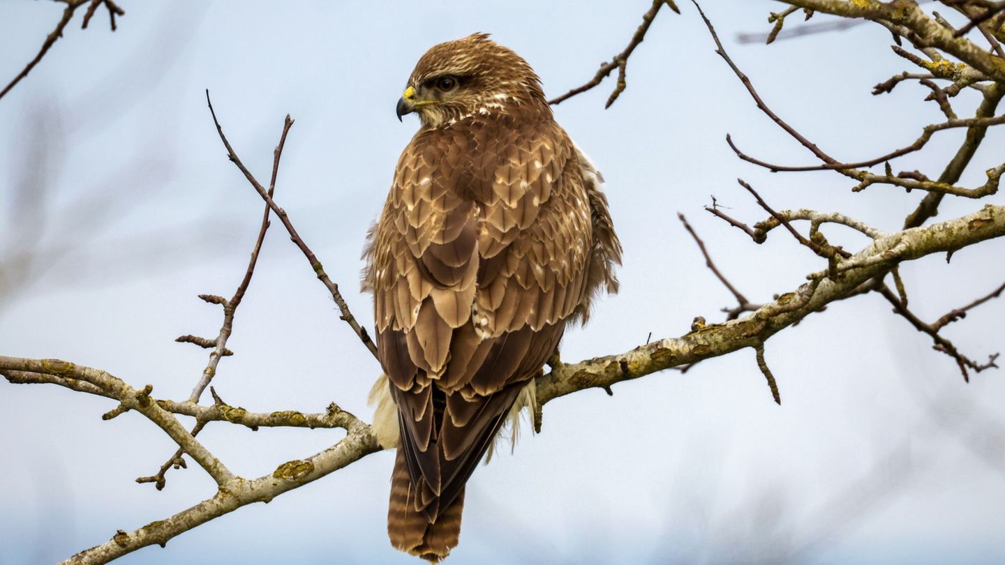 Ein Bussard im Landkreis Haßberge ist mit einem Gift getötet worden. (Symbolbild) Foto: Thomas Warnack/dpa