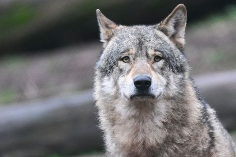 In Sachsen leben aktuell 35 Wolfsrudel, zehn Wolfspaare und eine Einzelwölfin. (Symbolbild) Foto: Bernd Weißbrod/dpa