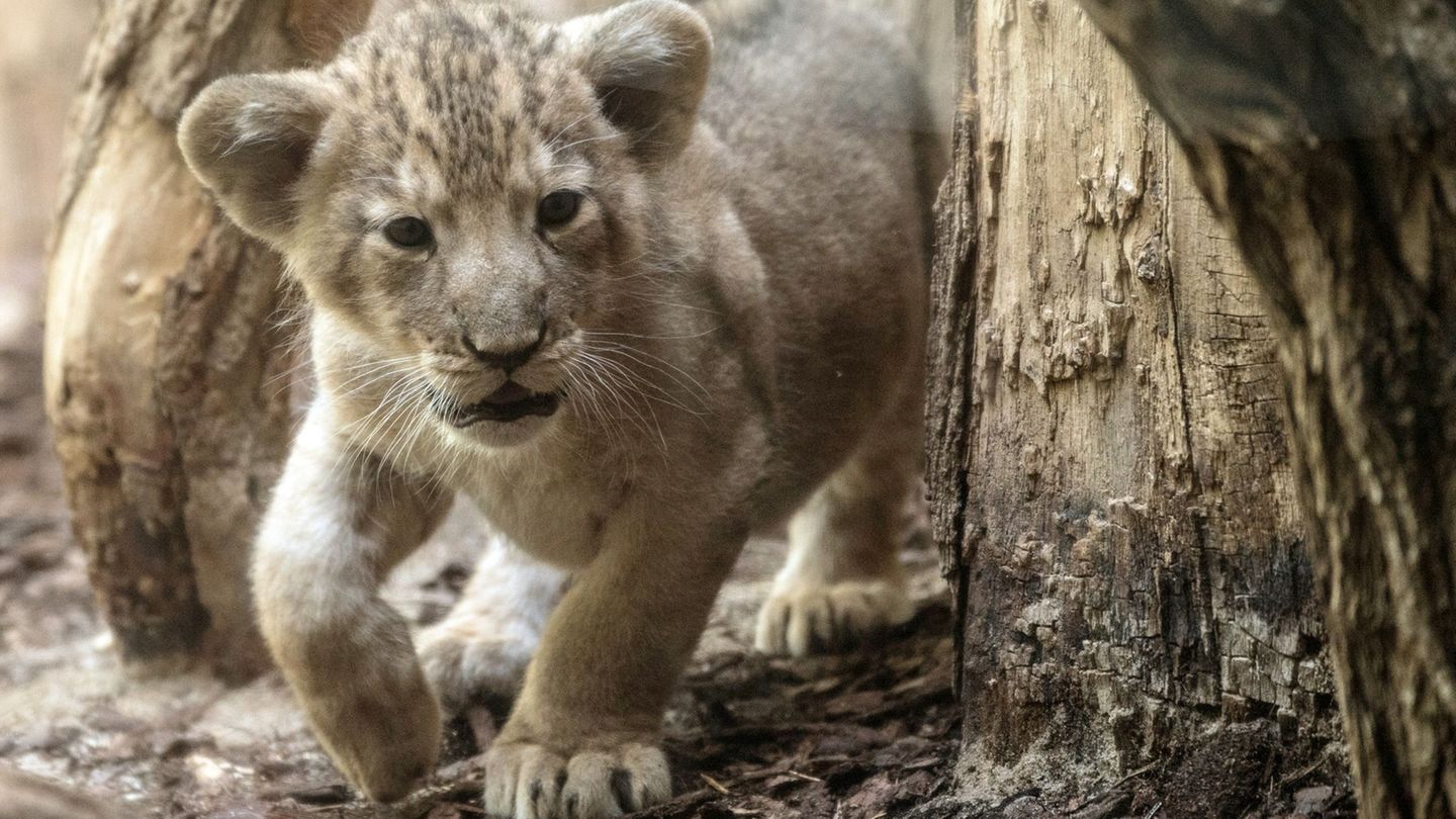 In einem Video im Internet ist zu sehen, wie ein Junglöwe zwischen dem rechten Bein des am Steuer sitzenden Mannes und der Mitte