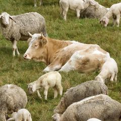 Eine Kuh zwischen Schafen.